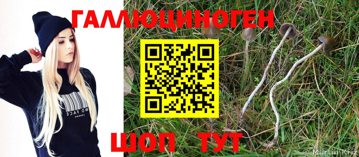 Кохма  Галлюциногенные грибы Psilocybine cubensis  Вход с VPN 